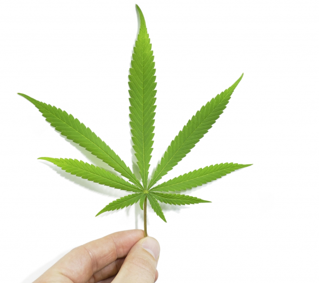 Hemp leaf displayed by hand with clean background